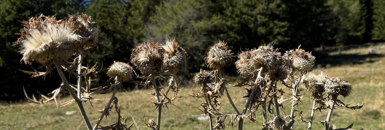 Distel